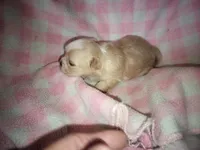 Angels shorkie girl Will be ready to go at 8 weeks, a female Shorkie for sale in Jackson, MI – Photo 2 of 3