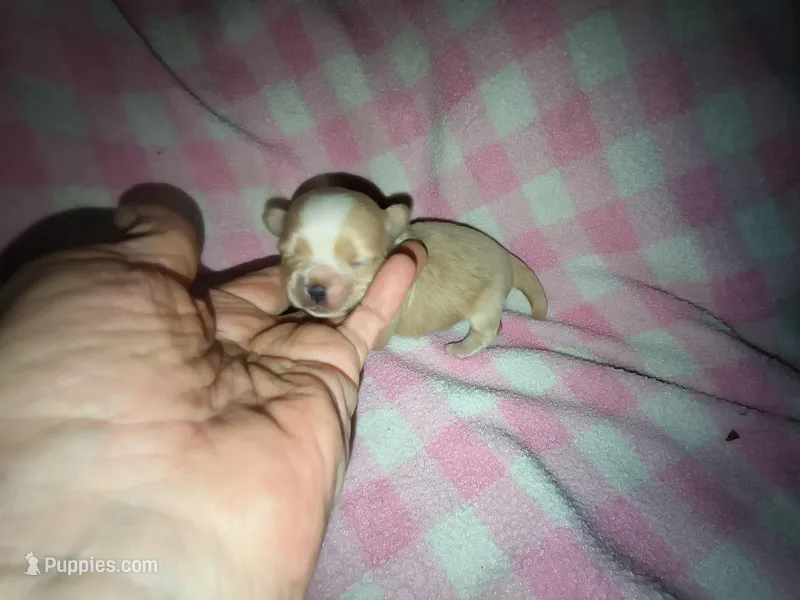 Angels shorkie girl Will be ready to go at 8 weeks
