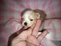 Angels shorkie girl Will be ready to go at 8 weeks, a female Shorkie for sale in Jackson, MI – Photo 3 of 3