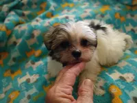 Kiwis shorkie boy #2, a male Shorkie for sale in Jackson, MI – 2 of 3
