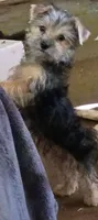 Fifi's #2 purebred Yorkie boy! Boo boo, a male Yorkshire Terrier for sale in Jackson, MI – 3 of 3