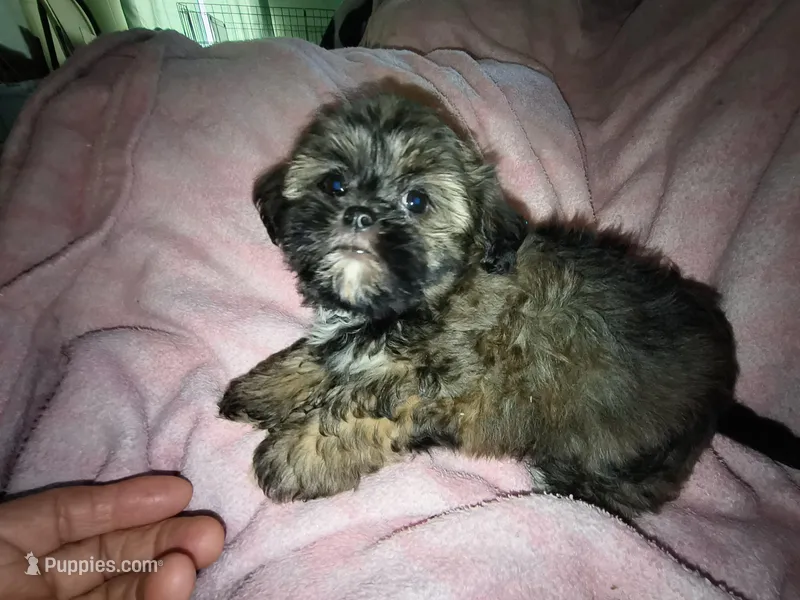 Angels shorkie girl # 3, a female Shih Tzu and Yorkshire Terrier for sale in Jackson, MI – Photo 1 of 2