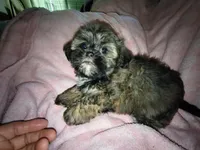 Angels shorkie girl # 3, a female Shih Tzu and Yorkshire Terrier for sale in Jackson, MI – Photo 1 of 2