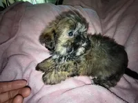 Angels shorkie girl # 3, a female Shih Tzu and Yorkshire Terrier for sale in Jackson, MI – Photo 2 of 2