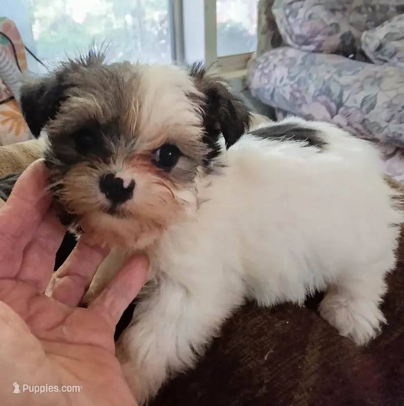 Kiwi's shorkie boy #1 – Shorkie puppy for sale in Jackson, MI