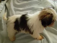 Kiwi's shorkie boy #1, a male Shorkie for sale in Jackson, MI – 3 of 4