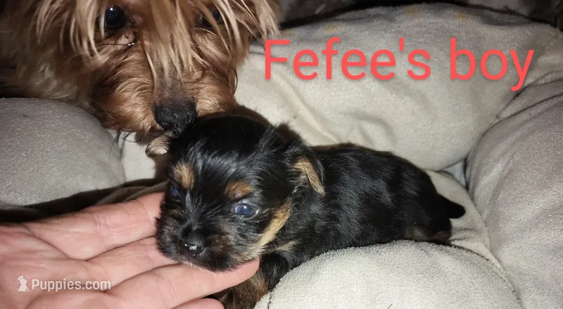 Fefe's Yorkie boy