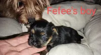 Fefe's Yorkie boy, a male Yorkshire Terrier for sale in Jackson, MI – Photo 1 of 2