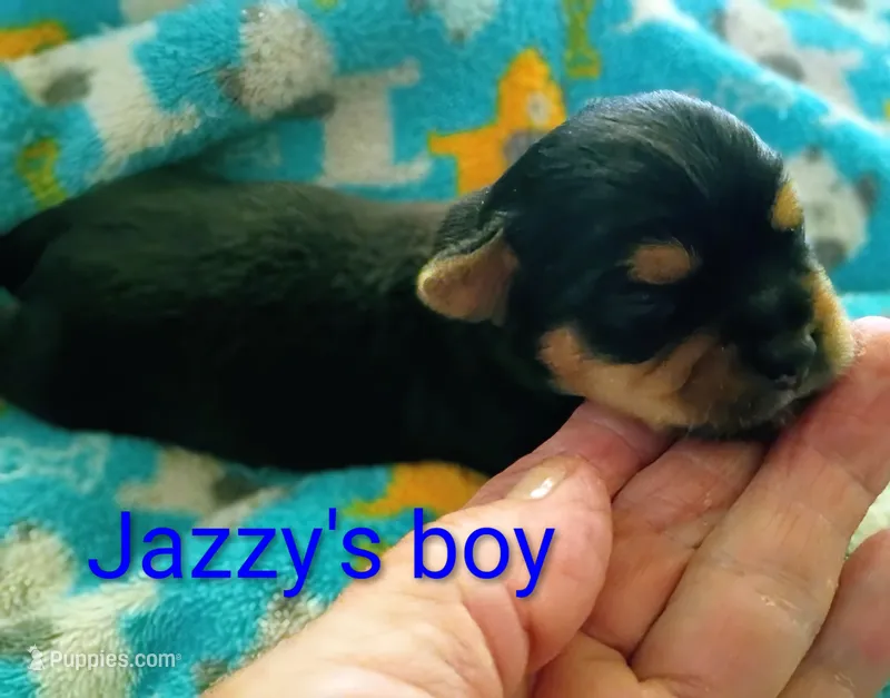 Jazzy's purebred Yorkie boy! – Yorkshire Terrier puppy for sale in Jackson, MI