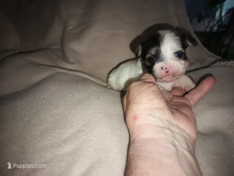 Kiwi's shorkie boy #1 – Shorkie puppy for sale in Jackson, MI