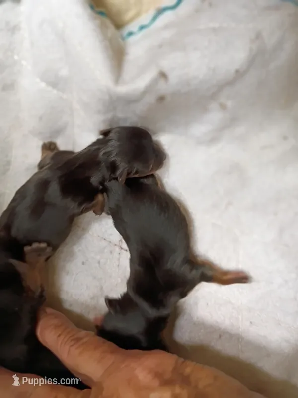 Fifi's purebred Yorkie boys! – Yorkshire Terrier puppy for sale in Jackson, MI