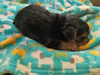 Abby's purebred Yorkie boy!, a male Yorkshire Terrier for sale in Jackson, MI – 2 of 2