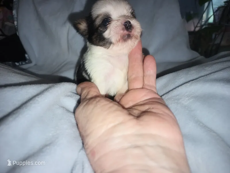 Kiwis shorkie boy #2 – Shorkie puppy for sale in Jackson, MI