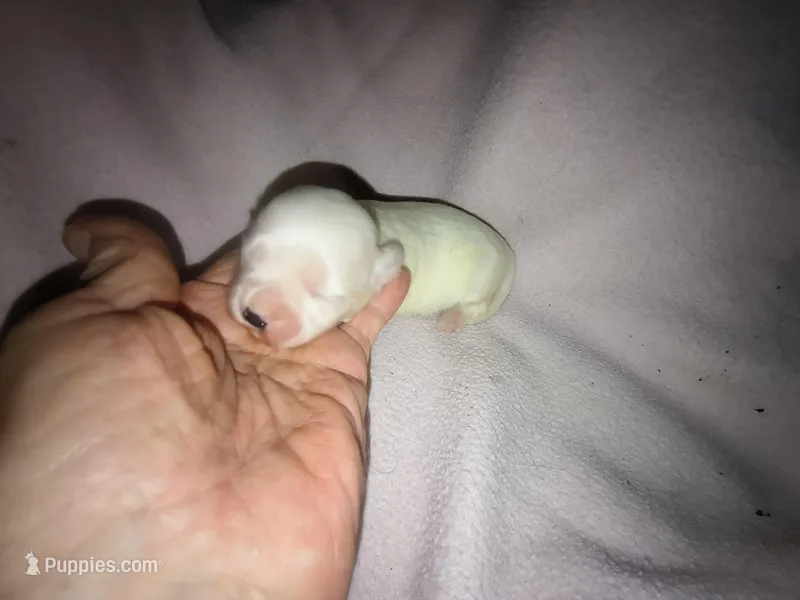 Angels shorkie girl! Will be ready at 8 weeks