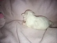 Angels shorkie girl! Will be ready at 8 weeks, a female Shorkie for sale in Jackson, MI – Photo 3 of 3