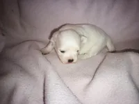 Angels shorkie girl! Will be ready at 8 weeks, a female Shorkie for sale in Jackson, MI – Photo 2 of 3