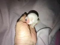 Angels shorkie girl! Will be ready at 8 weeks, a female Shorkie for sale in Jackson, MI – Photo 2 of 3