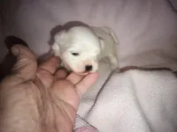 Angels shorkie girl! Will be ready at 8 weeks, a female Shorkie for sale in Jackson, MI – Photo 1 of 3