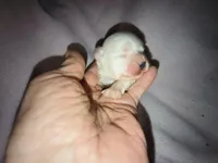 Angels shorkie girl! Will be ready at 8 weeks, a female Shorkie for sale in Jackson, MI – Photo 3 of 3