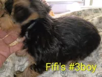 Fifi's #3 purebred Yorkie boy!, a male Yorkshire Terrier for sale in Jackson, MI – 2 of 2