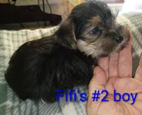 Fifi's #2 purebred Yorkie boy!, a male Yorkshire Terrier for sale in Jackson, MI – 2 of 2