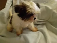 Kiwi's shorkie boy #1, a male Shorkie for sale in Jackson, MI – 2 of 4