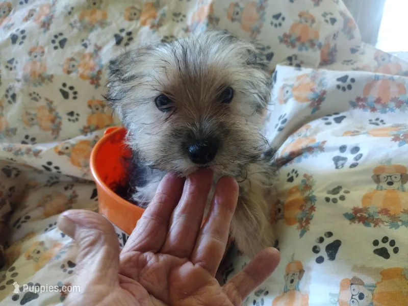 Fifi's Boo-boo purebred Yorkie boy. 12 wks – Yorkshire Terrier puppy for sale in Jackson, MI