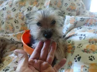 Fifi's Boo-boo purebred Yorkie boy. 14 wks, a male Yorkshire Terrier for sale in Jackson, MI – 1 of 3