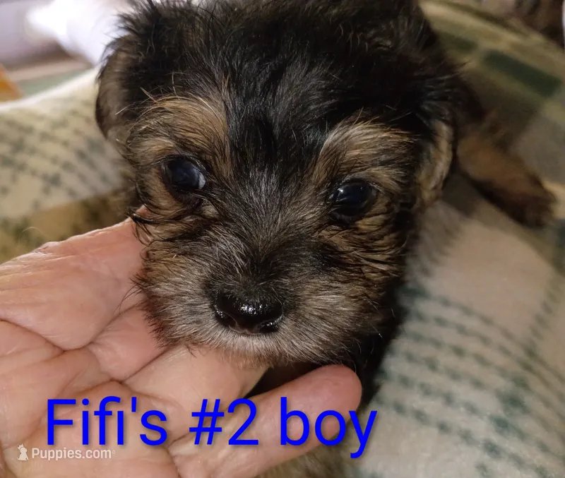 Fifi's #2 purebred Yorkie boy! – Yorkshire Terrier puppy for sale in Jackson, MI