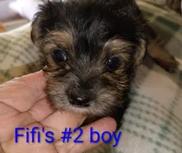 Fifi's #2 purebred Yorkie boy!, a male Yorkshire Terrier for sale in Jackson, MI – 1 of 2