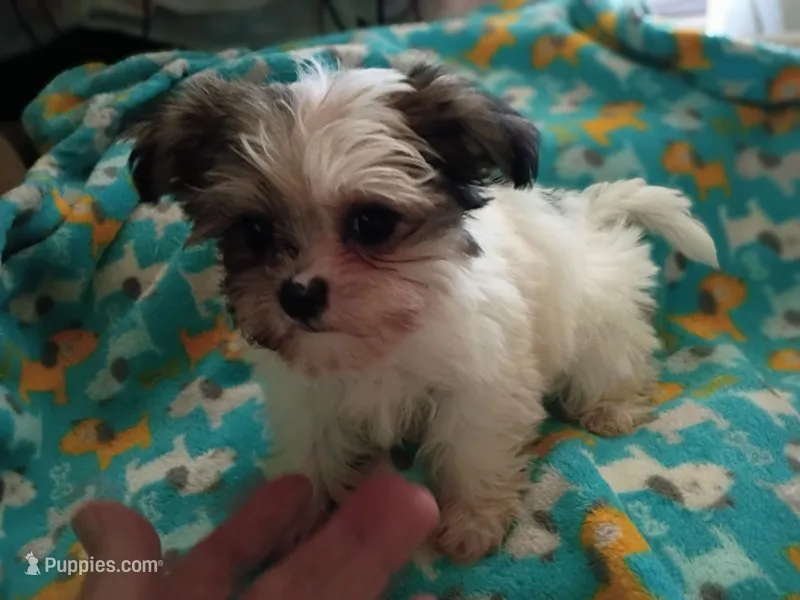 Kiwis shorkie boy #2 – Shorkie puppy on hold in Jackson, MI