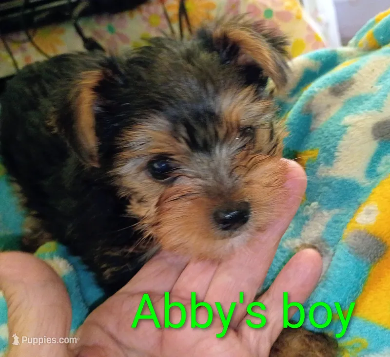Abby's purebred Yorkie boy! – Yorkshire Terrier puppy for sale in Jackson, MI