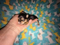 Ivy's purebred Yorkie boy, a male Yorkshire Terrier for sale in Jackson, MI – Photo 2 of 2