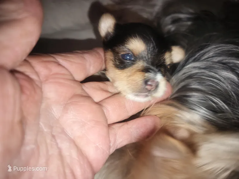 Ivy's purebred Yorkie boy – Yorkshire Terrier puppy for sale in Jackson, MI