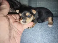 Ivy's purebred Yorkie boy, a male Yorkshire Terrier for sale in Jackson, MI – Photo 2 of 2