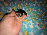 Ivy's purebred Yorkie boy, a male Yorkshire Terrier for sale in Jackson, MI – Photo 1 of 2