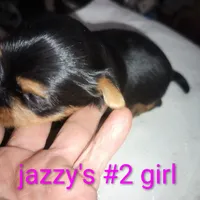 Jazzy's girl #2, a female Yorkshire Terrier for sale in Jackson, MI – Photo 3 of 3