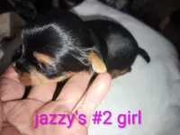 Jazzy's girl #2, a female Yorkshire Terrier for sale in Jackson, MI – Photo 3 of 3
