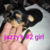 Jazzy's girl #2, a female Yorkshire Terrier for sale in Jackson, MI – Photo 2 of 3