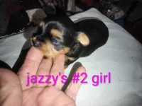 Jazzy's girl #2, a female Yorkshire Terrier for sale in Jackson, MI – Photo 2 of 3