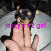 Jazzy's girl #2, a female Yorkshire Terrier for sale in Jackson, MI – Photo 1 of 3