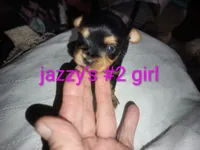 Jazzy's girl #2, a female Yorkshire Terrier for sale in Jackson, MI – Photo 1 of 3