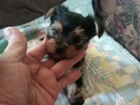 Ellie's purebred Yorkie boy, a male Yorkshire Terrier for sale in Jackson, MI – 3 of 4