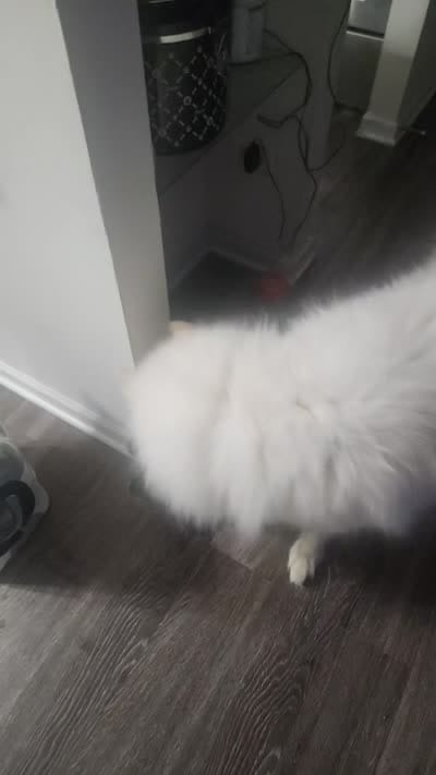 Nanook, a male Samoyed for sale in Lombard, IL – 2 of 2