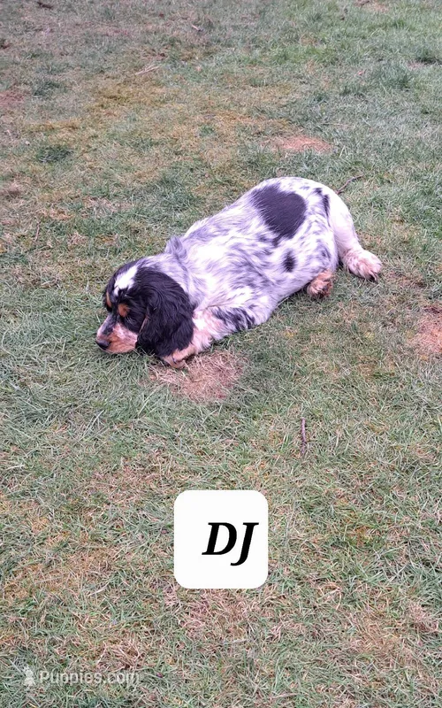 DJ