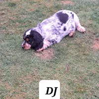 DJ, a male English Springer Spaniel for sale in Blaine, WA – Photo 2 of 2