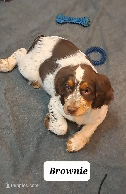 Brownie – English Springer Spaniel puppy for sale in Blaine, WA