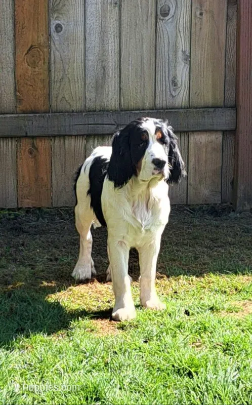 Shanky – English Springer Spaniel puppy for sale in Blaine, WA