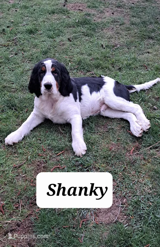 Shanky – English Springer Spaniel puppy for sale in Blaine, WA