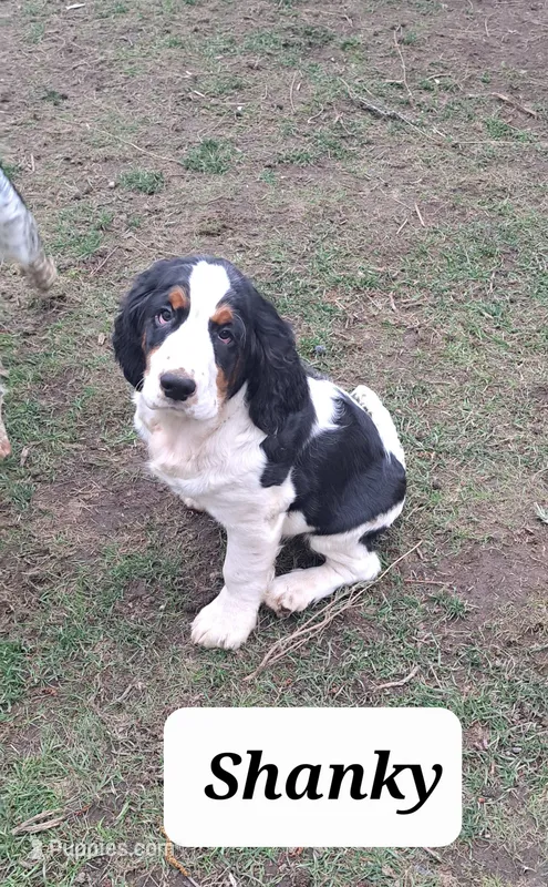 Shanky – English Springer Spaniel puppy for sale in Blaine, WA